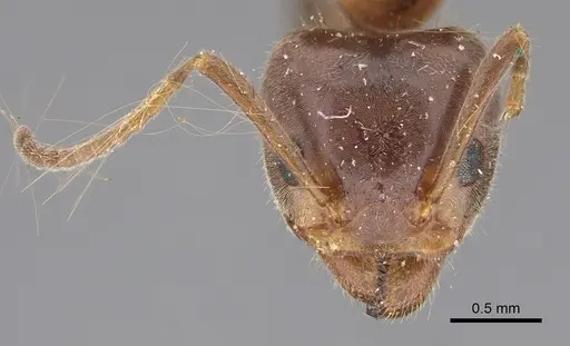 Liometopum occidentale - CASENT8169073