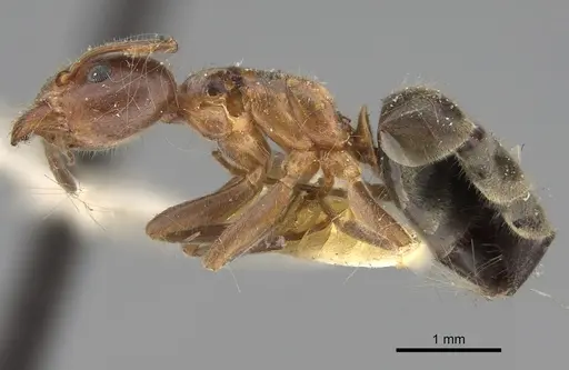 Liometopum occidentale - CASENT8169073