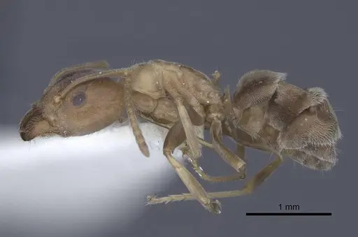 Liometopum orientale specimen