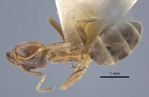 Liometopum orientale - CASENT0917103