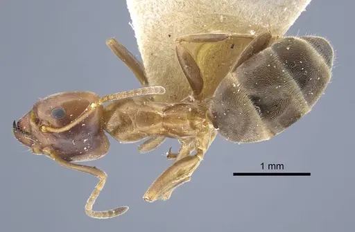 Liometopum orientale - CASENT0917103