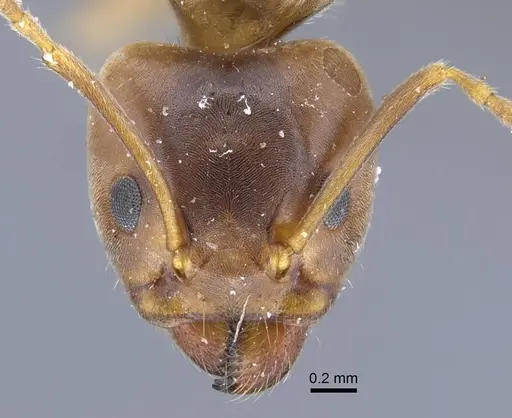 Liometopum orientale - CASENT0917103