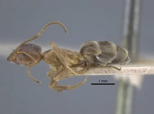 Liometopum orientale - CASENT0917103