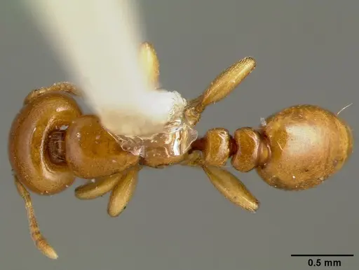 Liomyrmex gestroi specimen