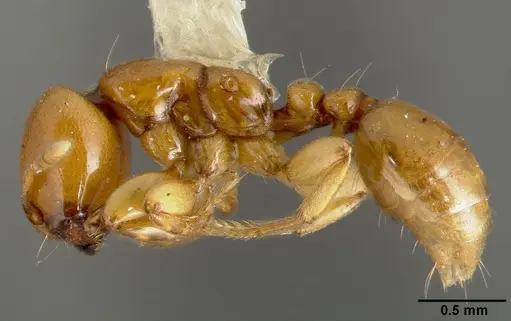 Liomyrmex gestroi specimen