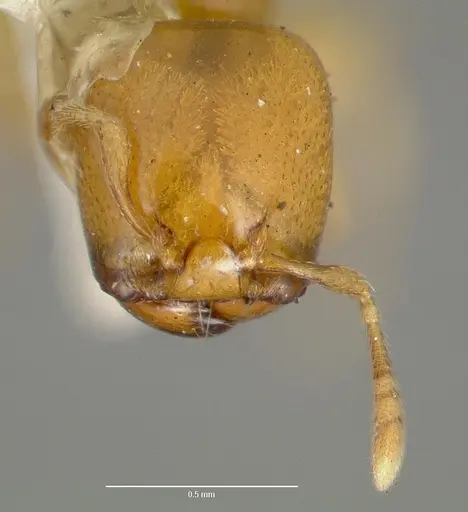 Liomyrmex gestroi - CASENT0006153