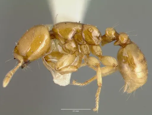 Liomyrmex gestroi - CASENT0006153