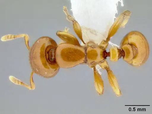 Liomyrmex gestroi - CASENT0106198