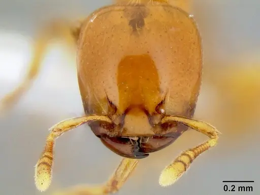 Liomyrmex gestroi - CASENT0106198