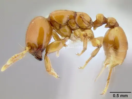 Liomyrmex gestroi - CASENT0106198