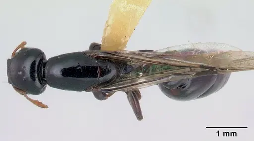 Liomyrmex gestroi - CASENT0178545