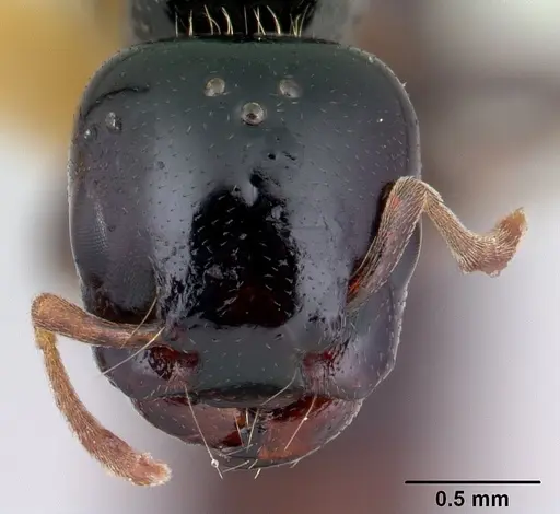 Liomyrmex gestroi - CASENT0178545