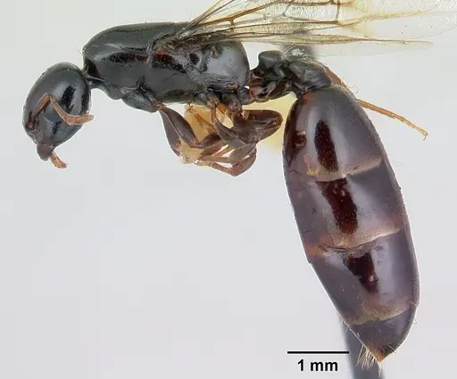Liomyrmex gestroi - CASENT0178545