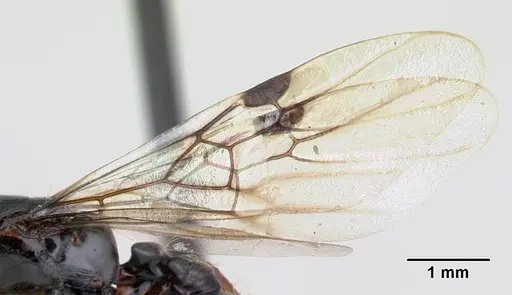 Liomyrmex gestroi - CASENT0178545