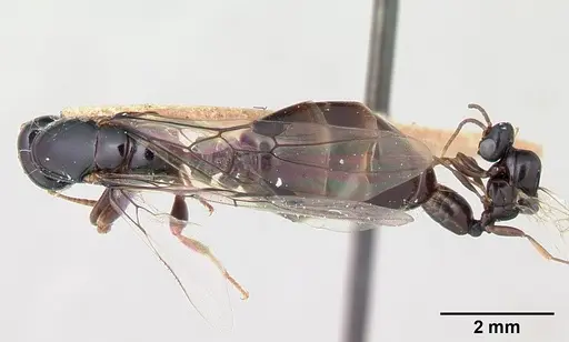 Liomyrmex gestroi - CASENT0178546