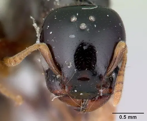 Liomyrmex gestroi - CASENT0178546