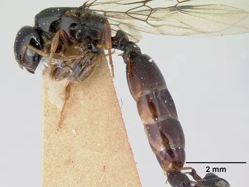 Liomyrmex gestroi - CASENT0178546