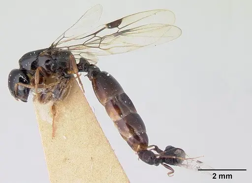 Liomyrmex gestroi - CASENT0178546