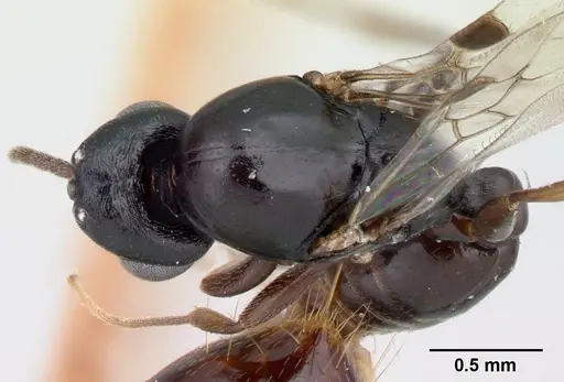 Liomyrmex gestroi - CASENT0178547