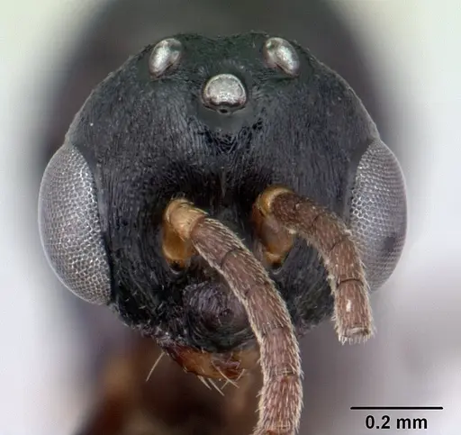 Liomyrmex gestroi - CASENT0178547