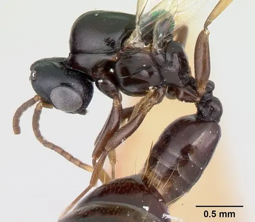 Liomyrmex gestroi - CASENT0178547