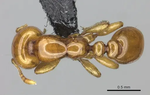 Liomyrmex gestroi - CASENT0270008