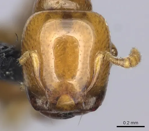 Liomyrmex gestroi - CASENT0270008