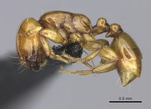 Liomyrmex gestroi - CASENT0270008