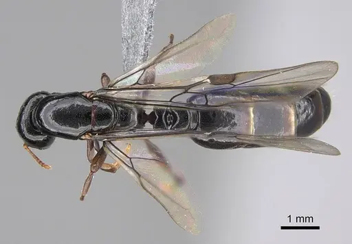 Liomyrmex gestroi - CASENT0387934