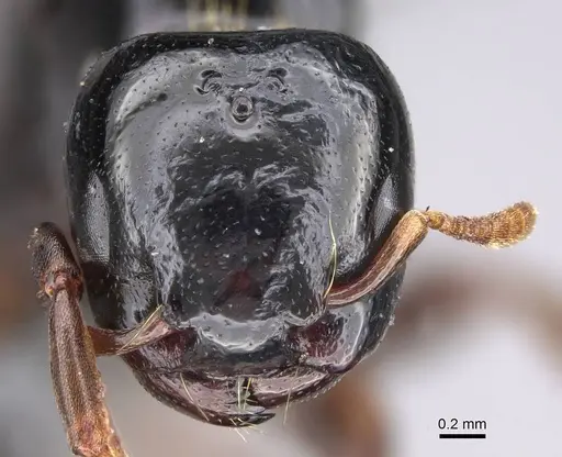 Liomyrmex gestroi - CASENT0387934