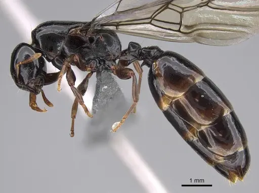 Liomyrmex gestroi - CASENT0387934