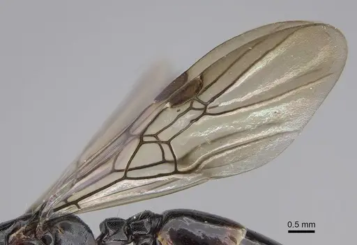 Liomyrmex gestroi - CASENT0387934