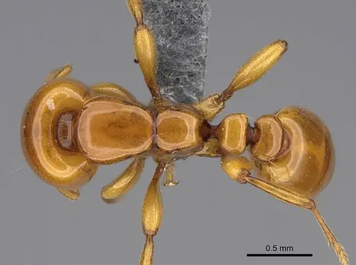 Liomyrmex gestroi - CASENT0387955