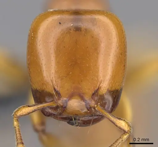 Liomyrmex gestroi - CASENT0387955