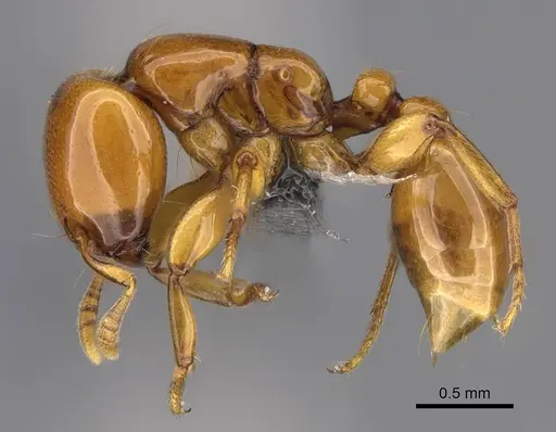 Liomyrmex gestroi - CASENT0387955
