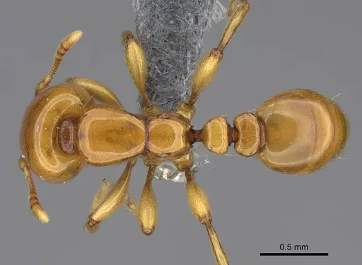 Liomyrmex gestroi - CASENT0387957