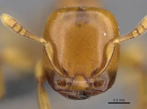 Liomyrmex gestroi - CASENT0387957