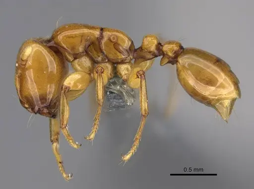 Liomyrmex gestroi - CASENT0387957