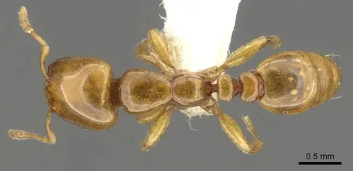 Liomyrmex gestroi - CASENT0901735