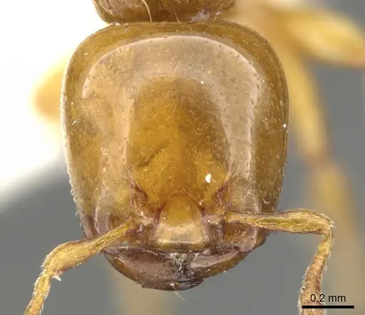 Liomyrmex gestroi - CASENT0901735