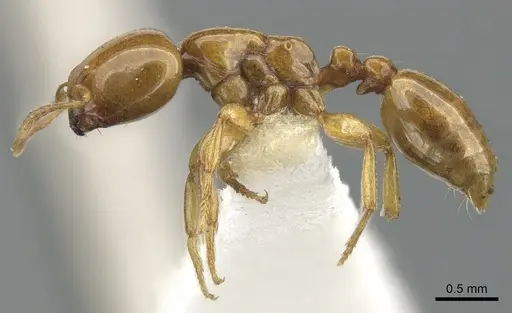 Liomyrmex gestroi - CASENT0901735