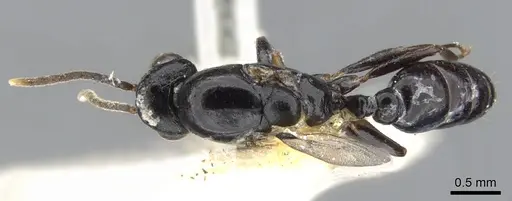 Liomyrmex gestroi - CASENT0901736