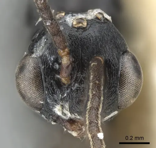 Liomyrmex gestroi - CASENT0901736