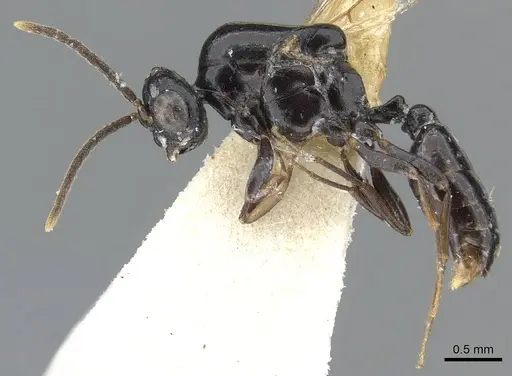 Liomyrmex gestroi - CASENT0901736