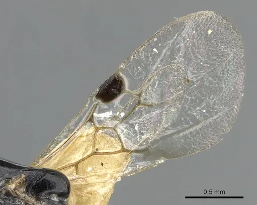 Liomyrmex gestroi - CASENT0901736