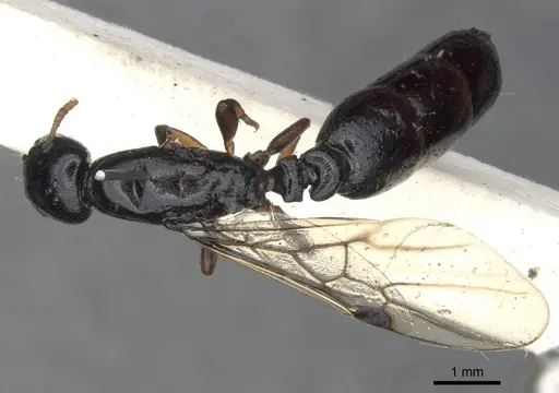 Liomyrmex gestroi - CASENT0901737