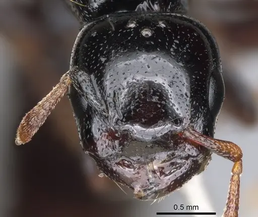 Liomyrmex gestroi - CASENT0901737