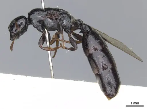 Liomyrmex gestroi - CASENT0901737