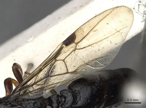 Liomyrmex gestroi - CASENT0901737