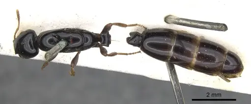 Liomyrmex gestroi - CASENT0901738